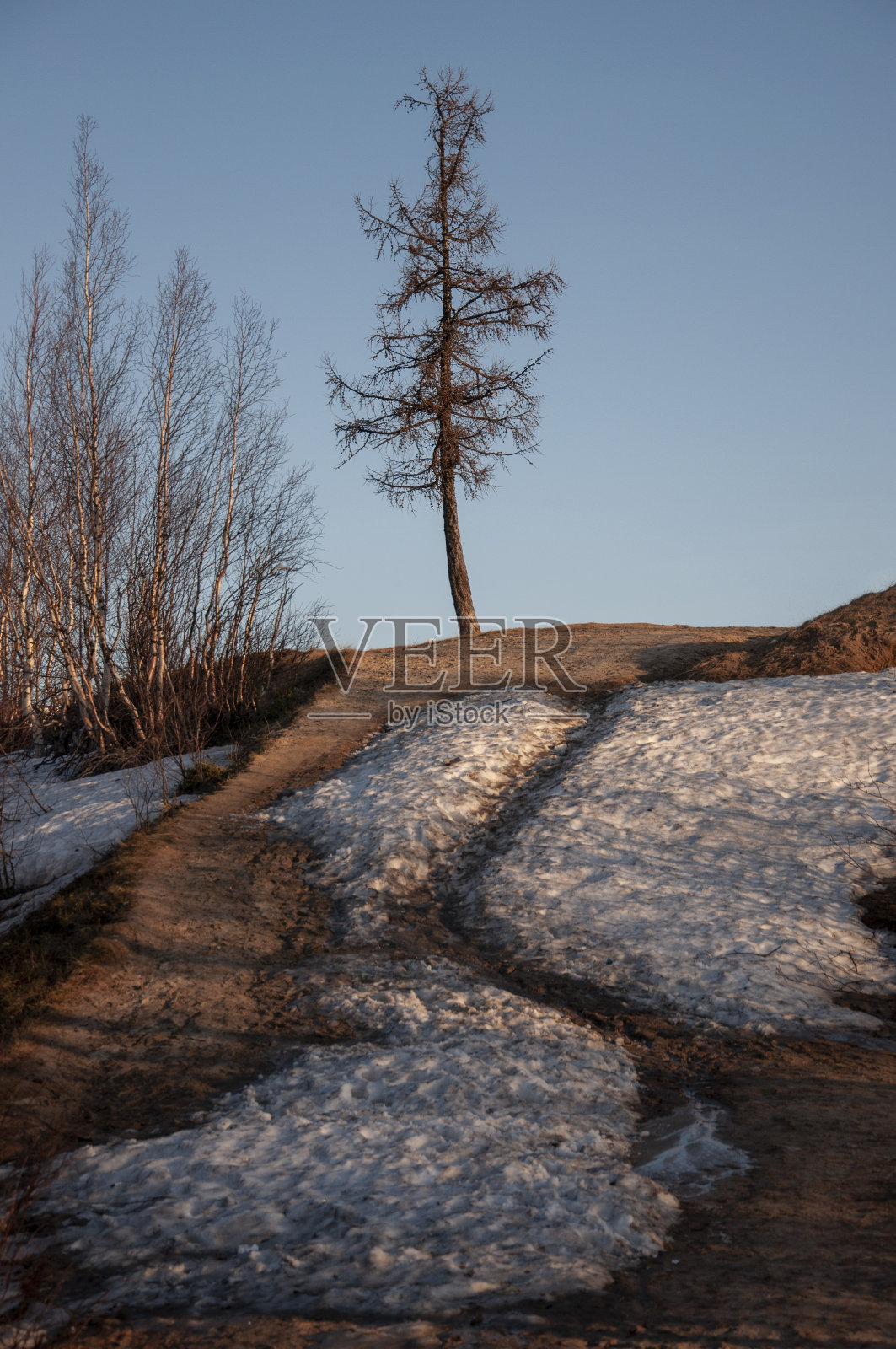 早春无叶的桦树。地上有雪。3月照片摄影图片