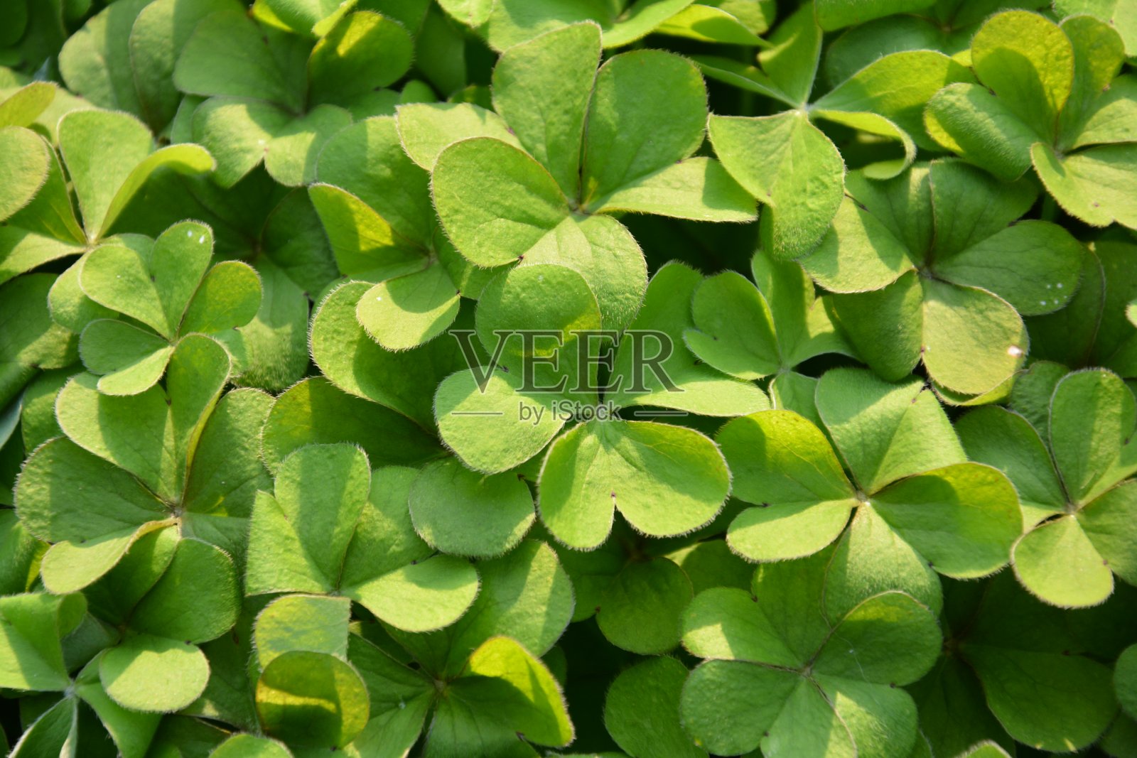 春天阳光普照下三叶草照片摄影图片