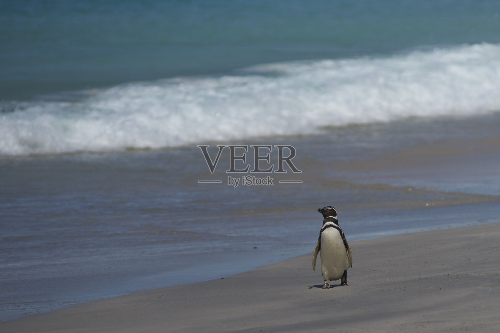巴布亚企鹅上岸了照片摄影图片
