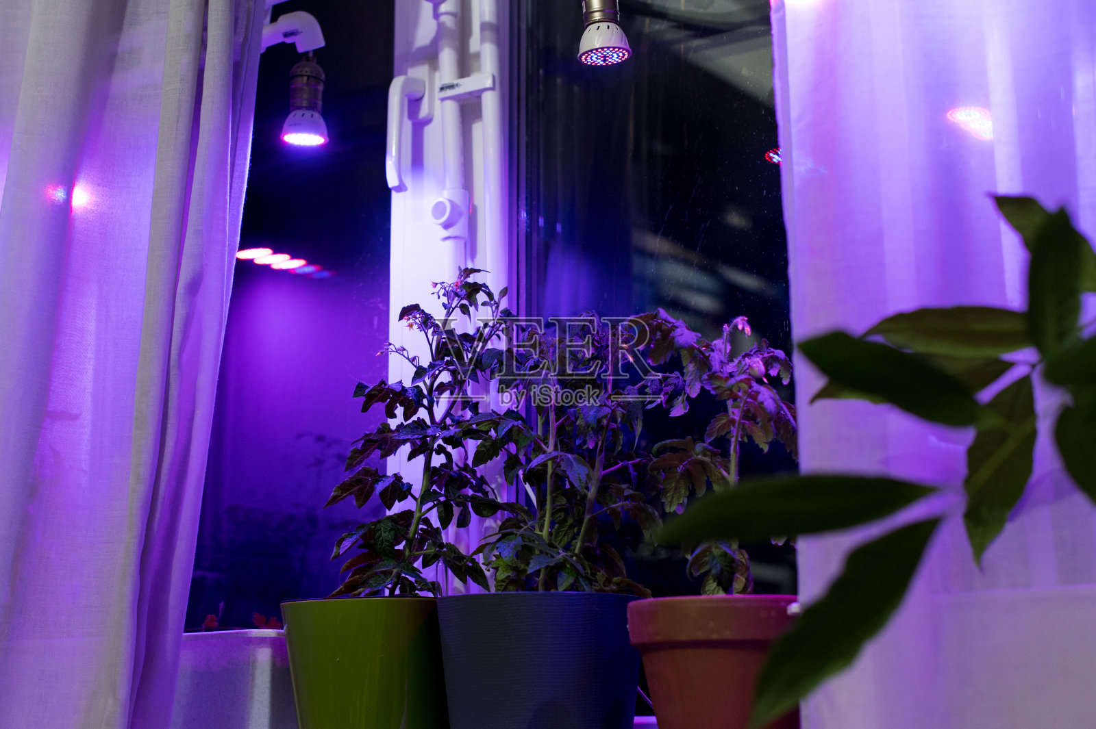 番茄植株在窗台附近的窗户下人工照明LED灯的太阳光谱照片摄影图片