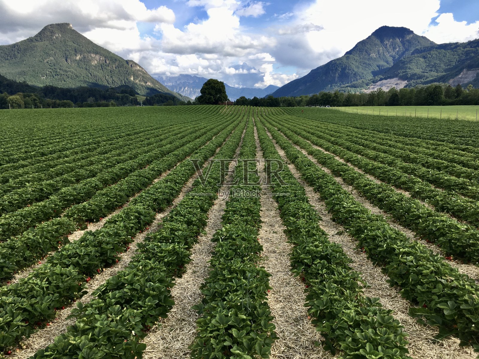 夏天漫步在阿尔卑斯山的村庄，德国照片摄影图片