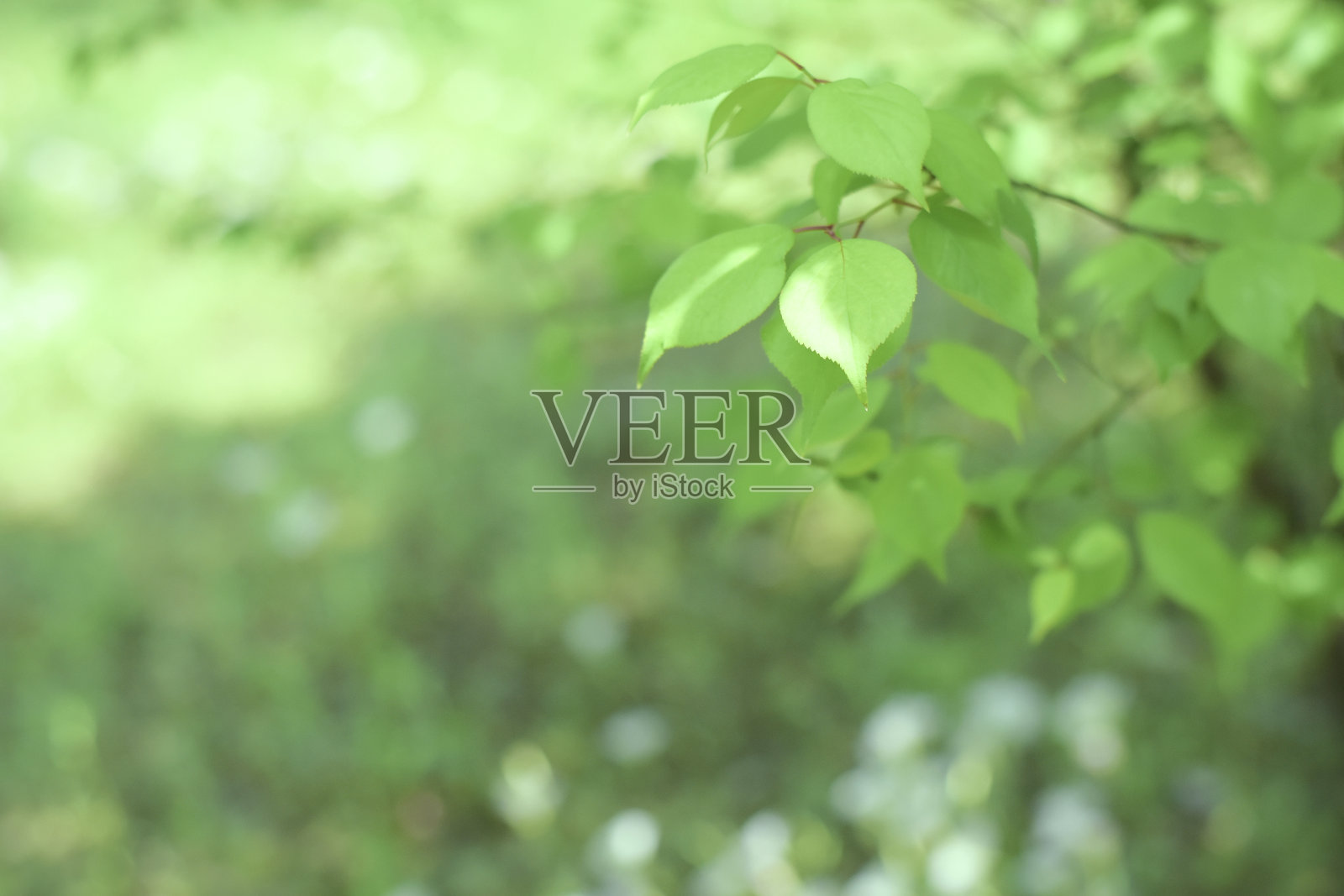 绿色的树叶照片摄影图片