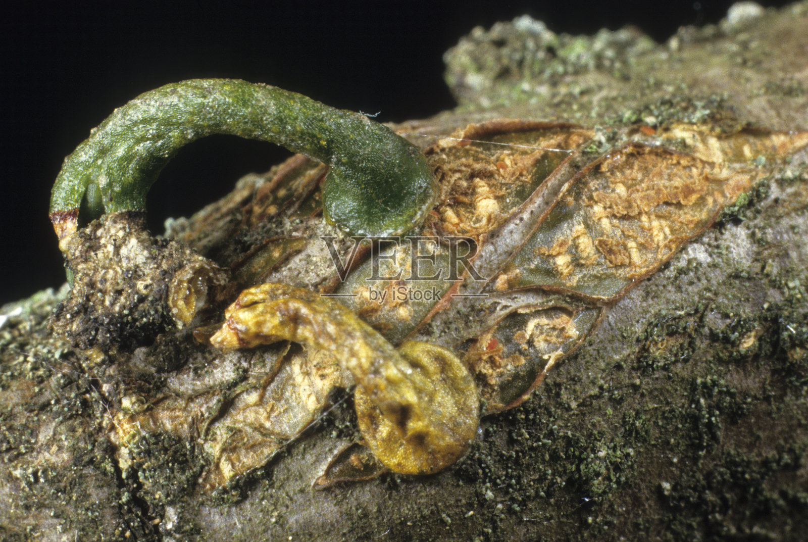 槲寄生照片摄影图片