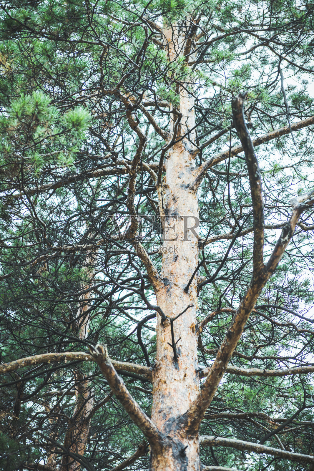 公园里的松枝照片摄影图片