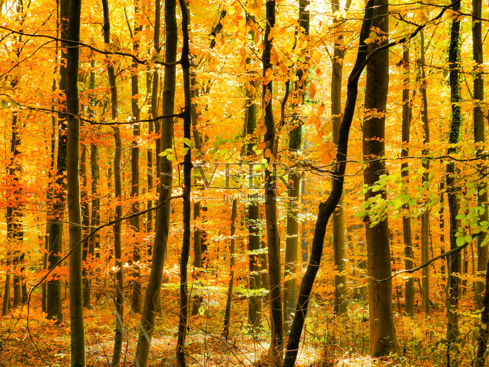 混交林里浪漫的立秋照片摄影图片