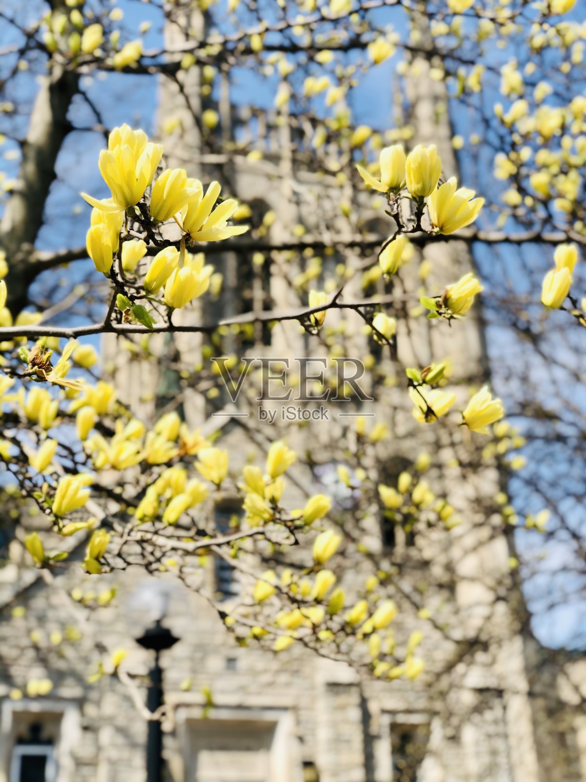 Mizzou春天照片摄影图片