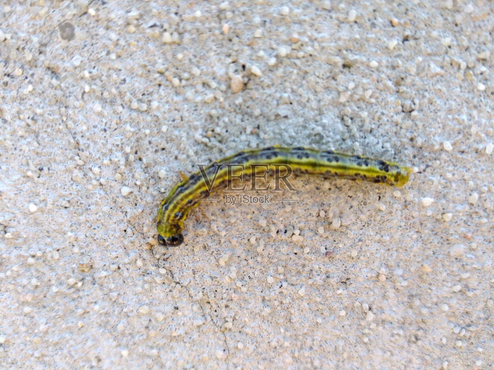 “布加勒斯特”(Cydalima perspectalis)照片摄影图片