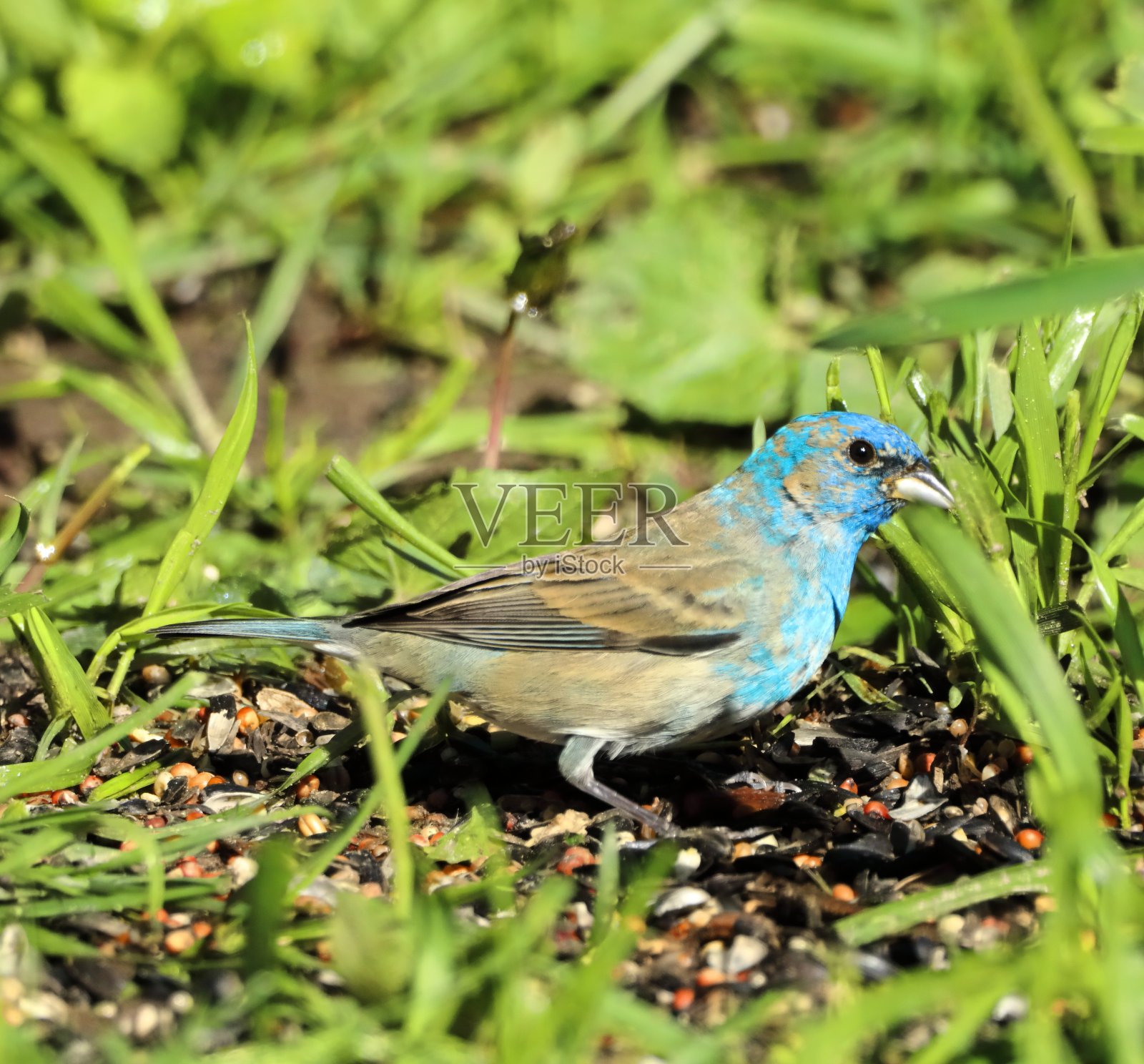 女性靛蓝彩旗照片摄影图片