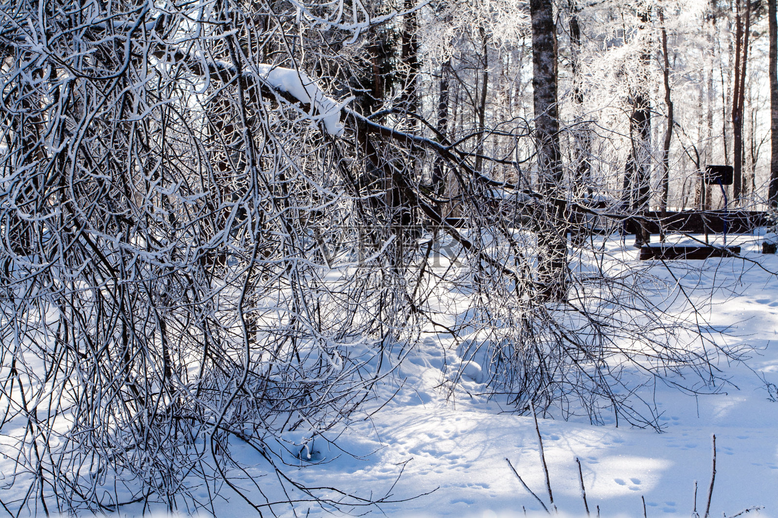 树上和草地上结霜的冰雪照片摄影图片