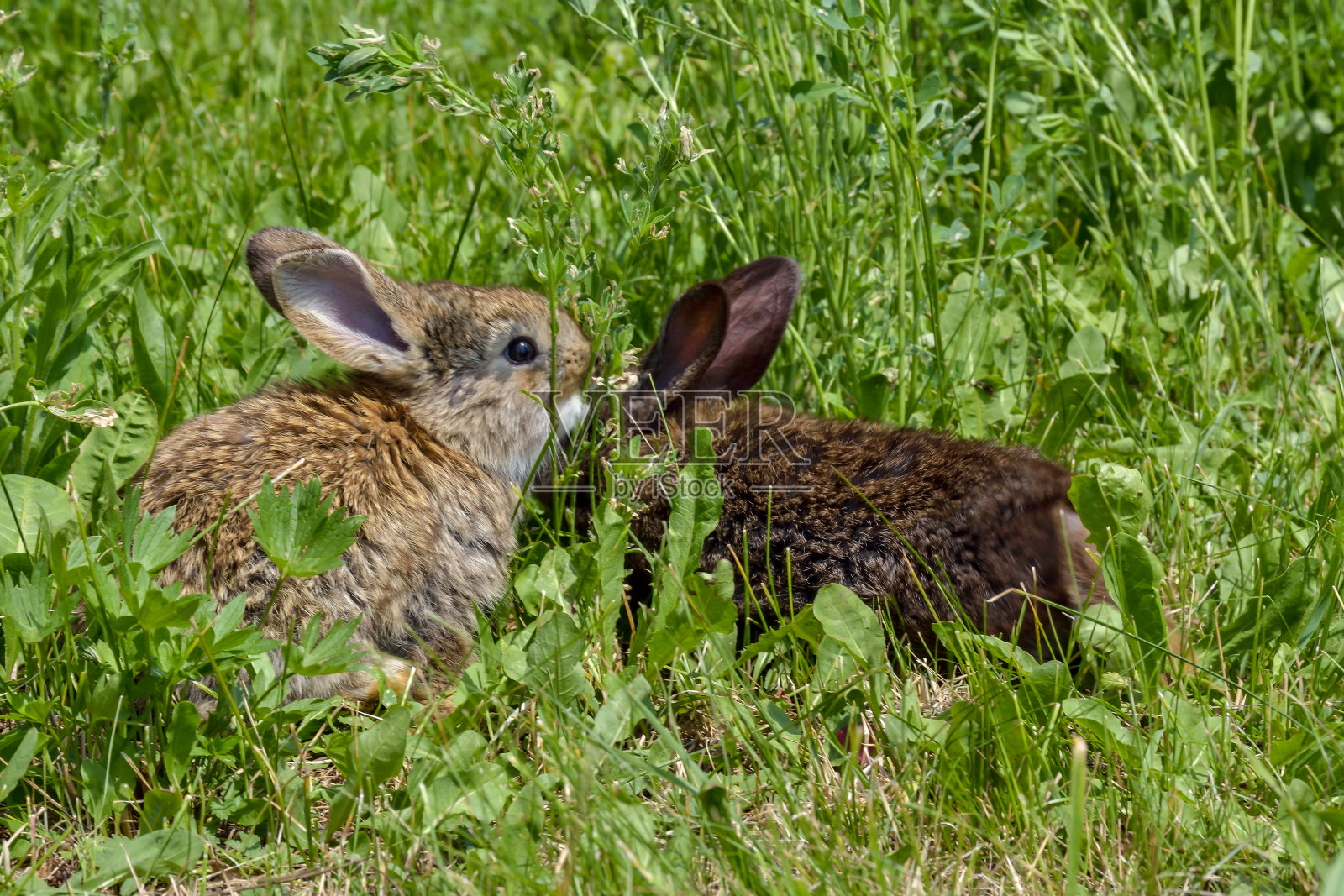 复活节的问候——复活节兔子坐在绿色的草地上。照片摄影图片