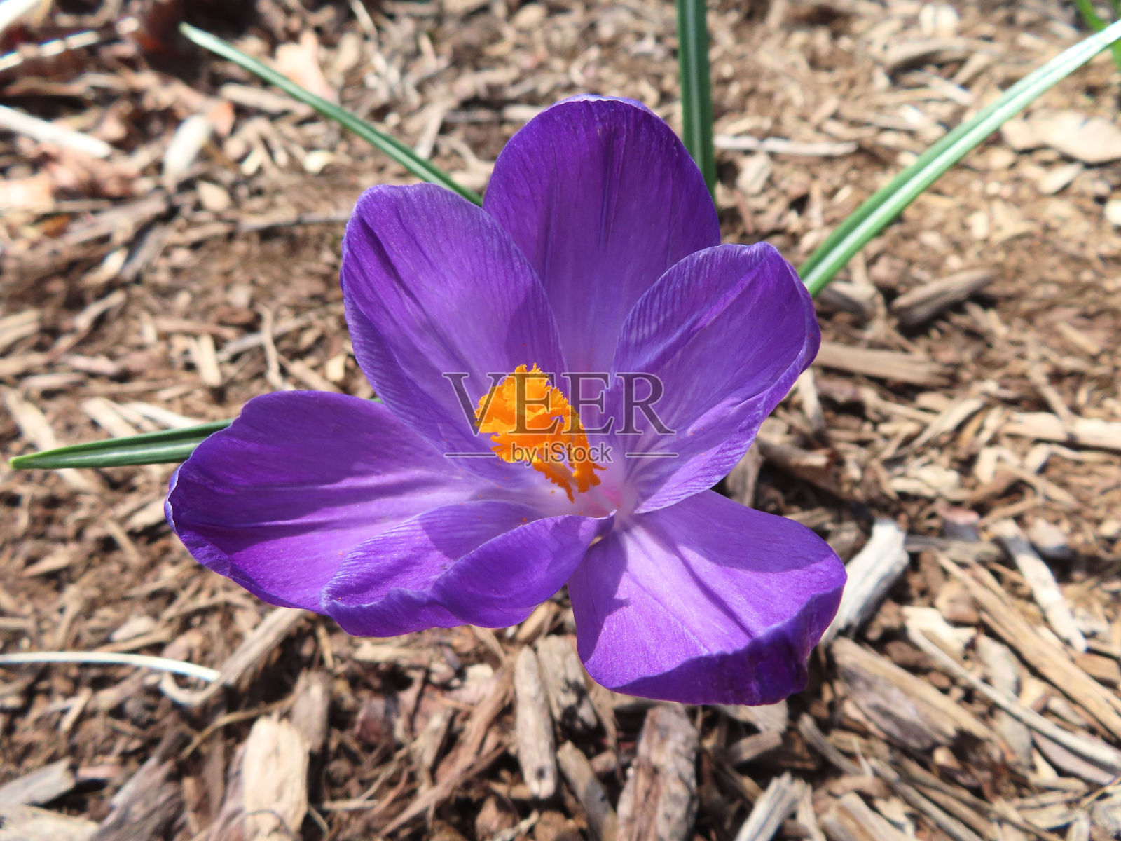 明亮的紫色磨粉照片摄影图片