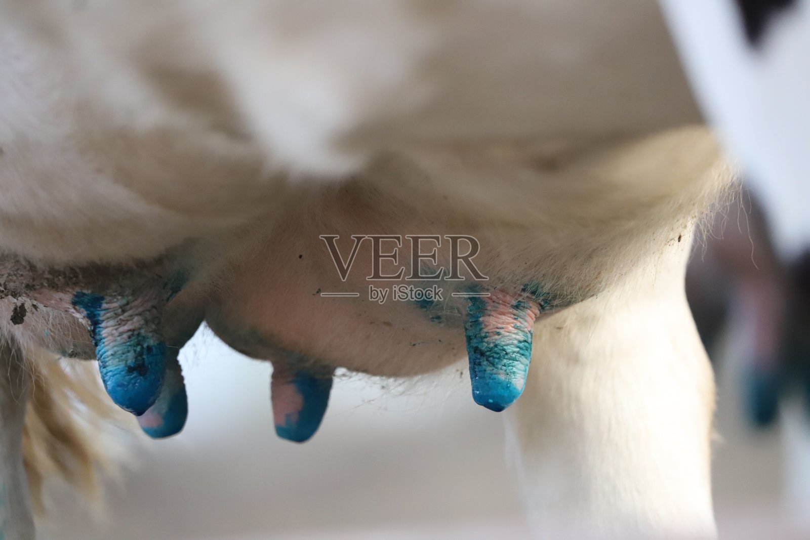 挤奶设备，现代化的机械化挤奶设备。照片摄影图片