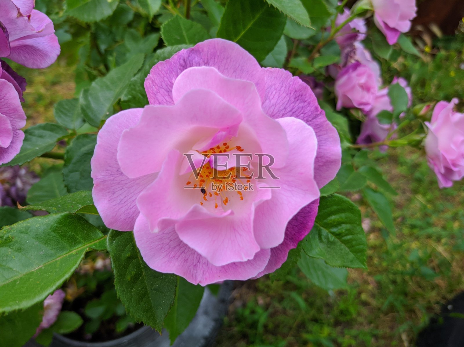 娇嫩的花蕾朵朵蓝色的玫瑰为你多样性照片摄影图片