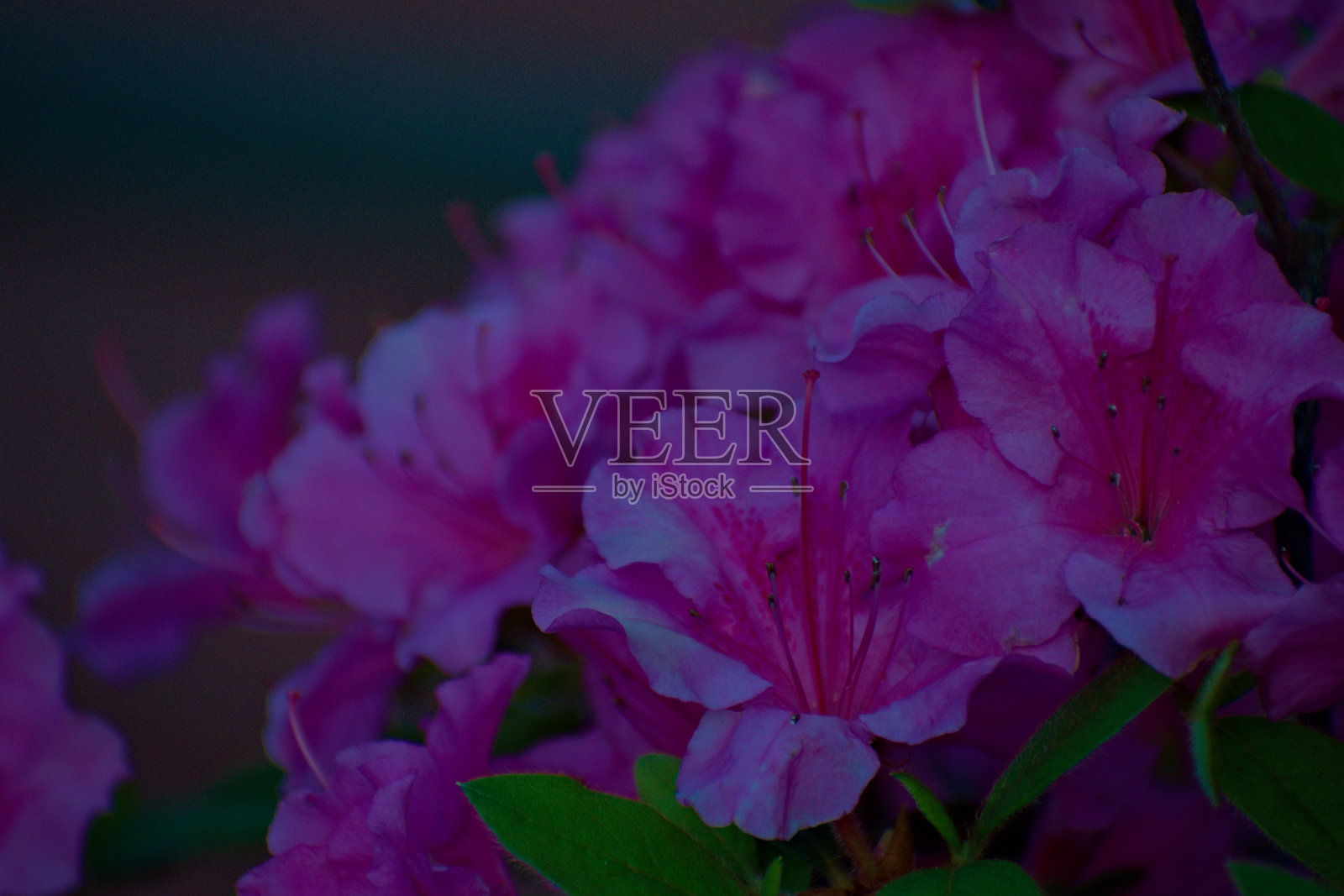 杜鹃花晚霞照片摄影图片