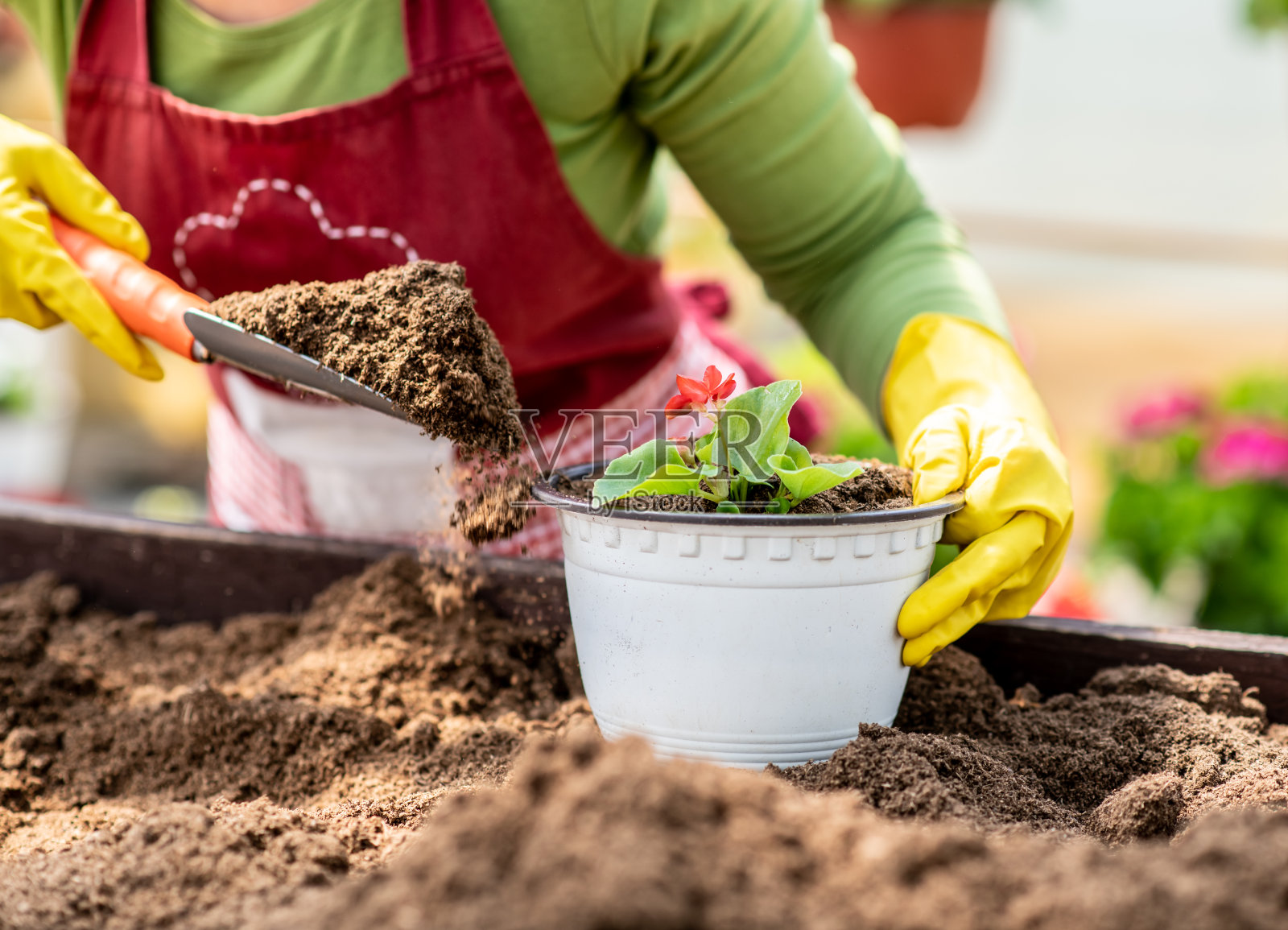 一名不知名的花商在她的苗圃内安排了一盆植物照片摄影图片