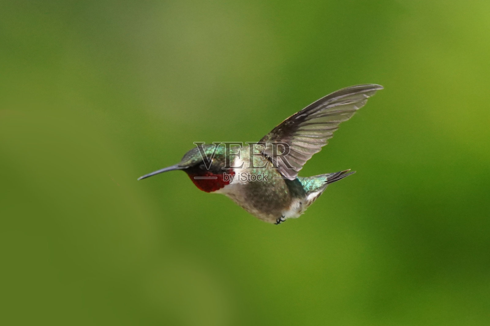 红宝石喉蜂鸟飞向花丛照片摄影图片