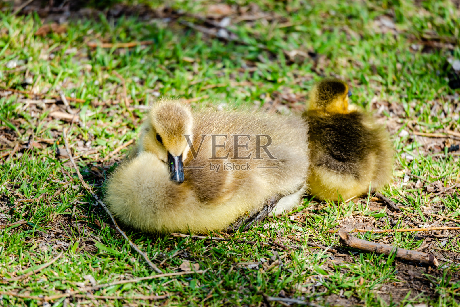春天新生的小鹅照片摄影图片