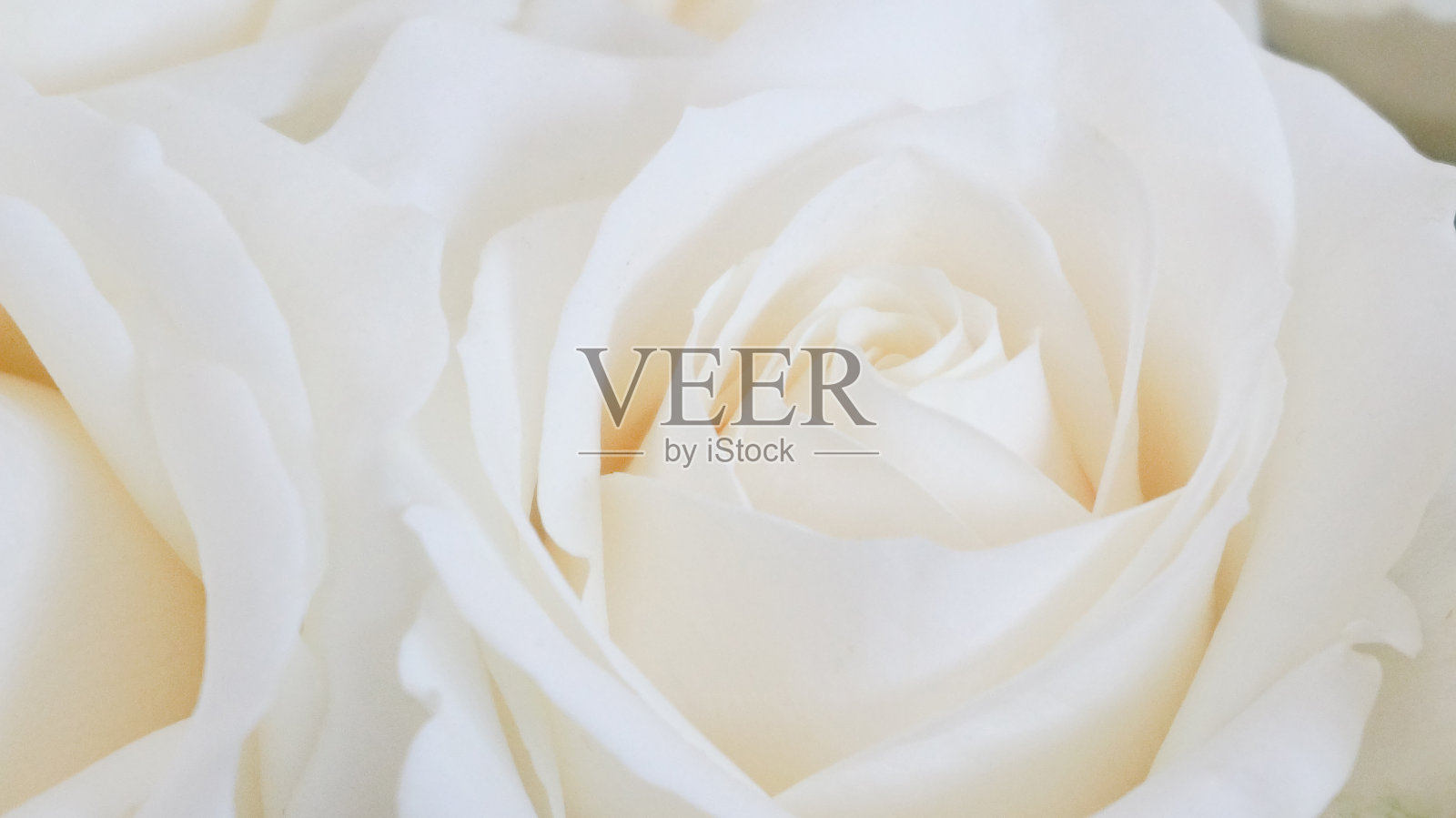 玫瑰花朵照片摄影图片