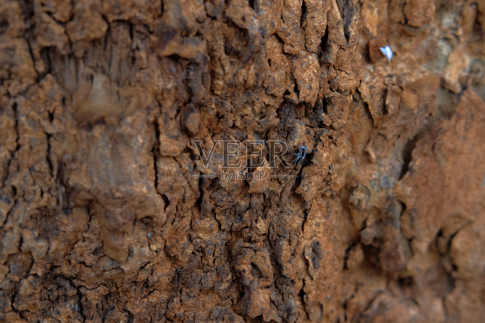 树皮为背景照片摄影图片