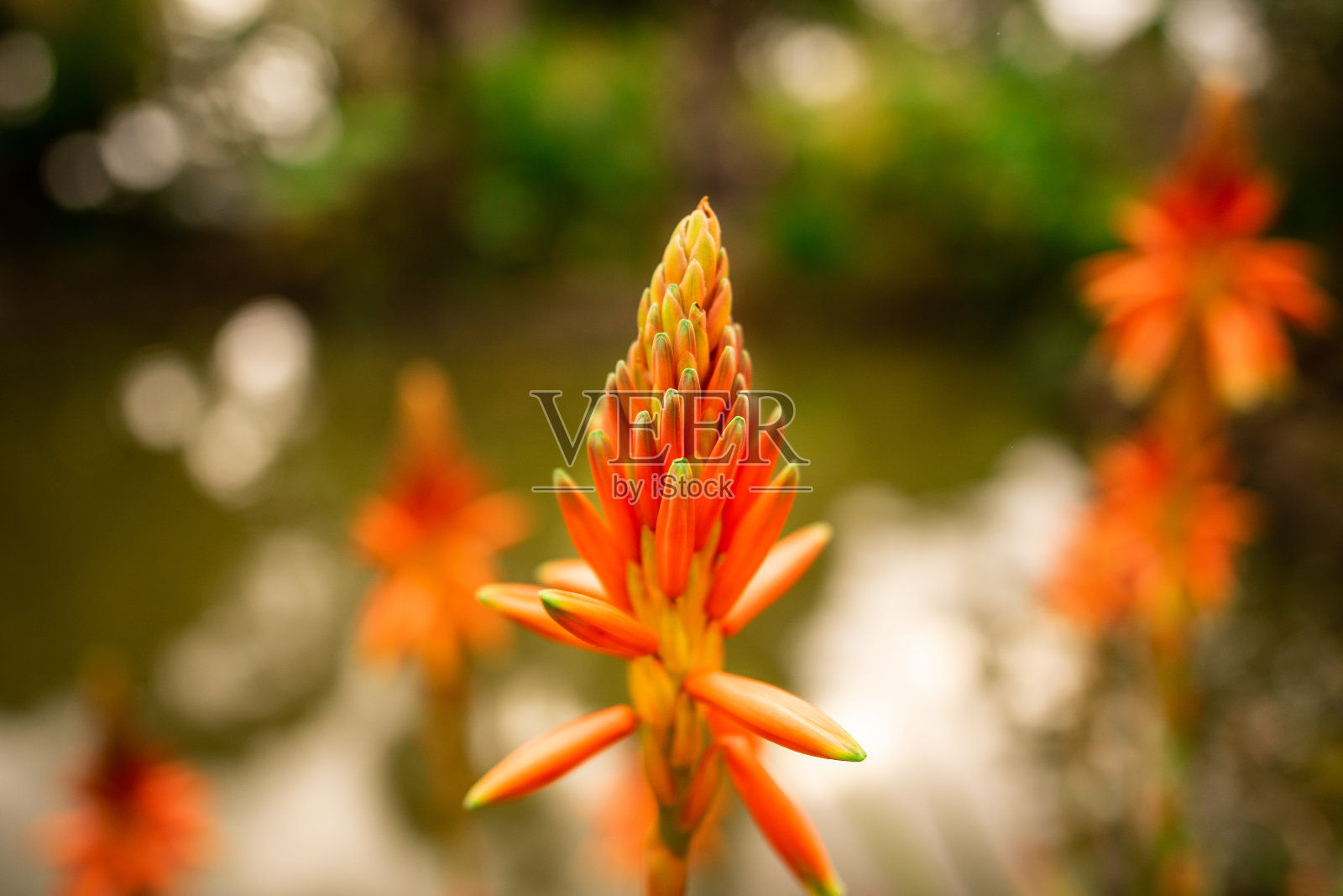 秋天的花照片摄影图片