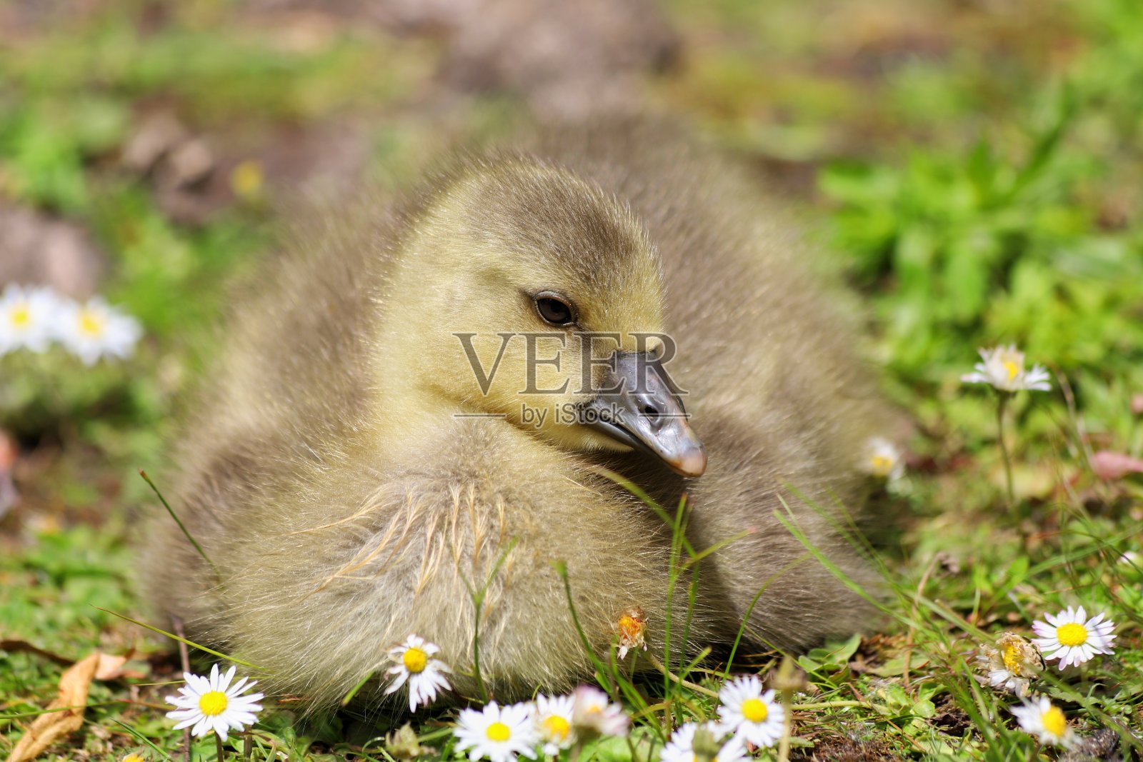 孤独的高斯林照片摄影图片