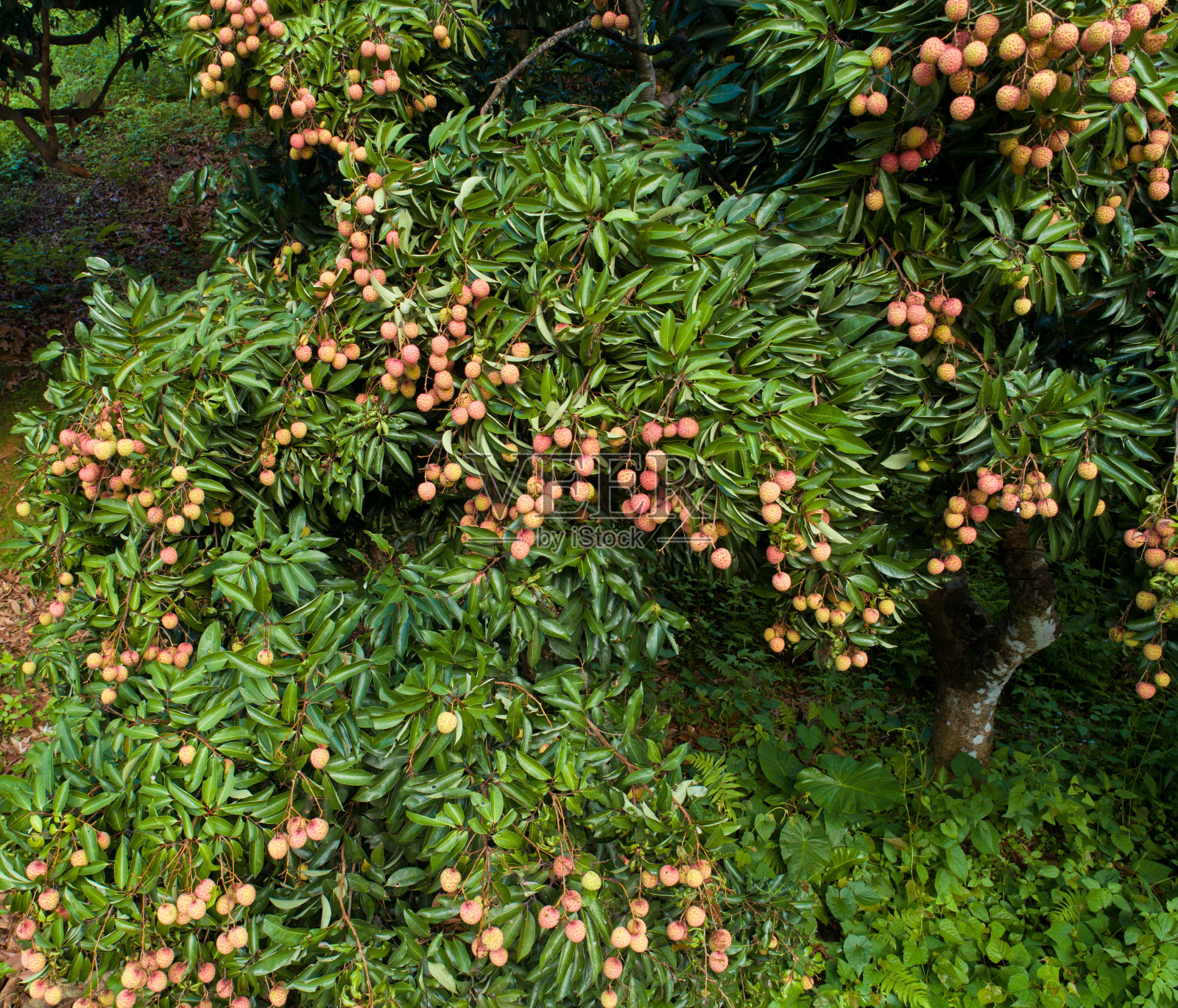 龙眼果实在夏季生长在树上照片摄影图片