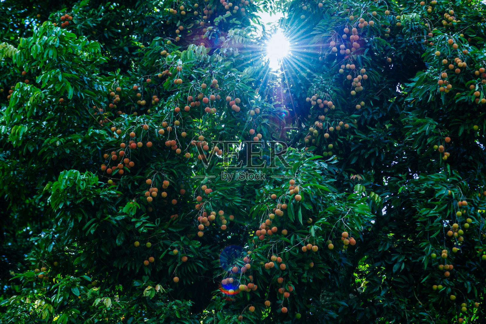 荔枝果实在日出树上生长照片摄影图片