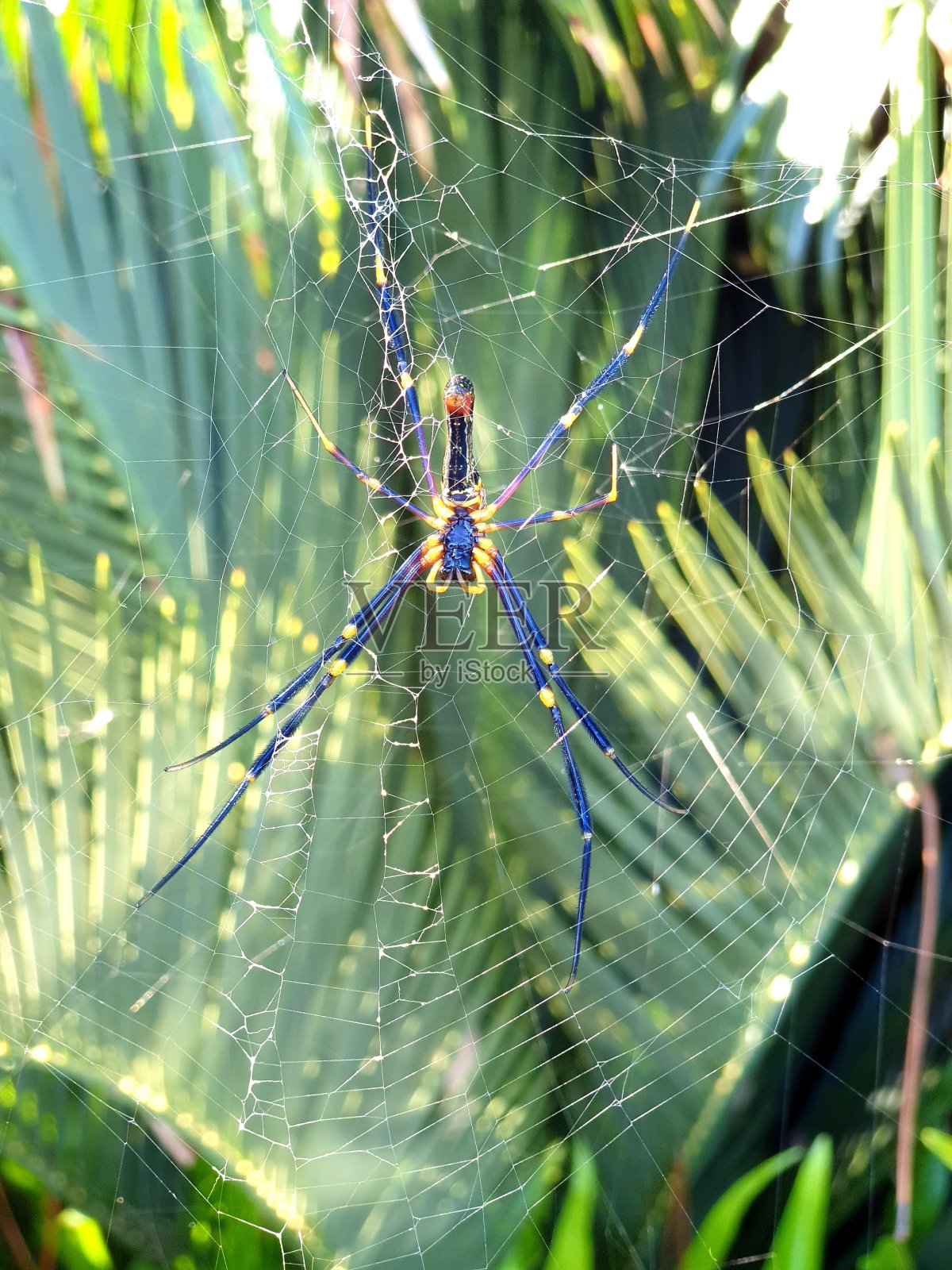 金球织布蜘蛛照片摄影图片
