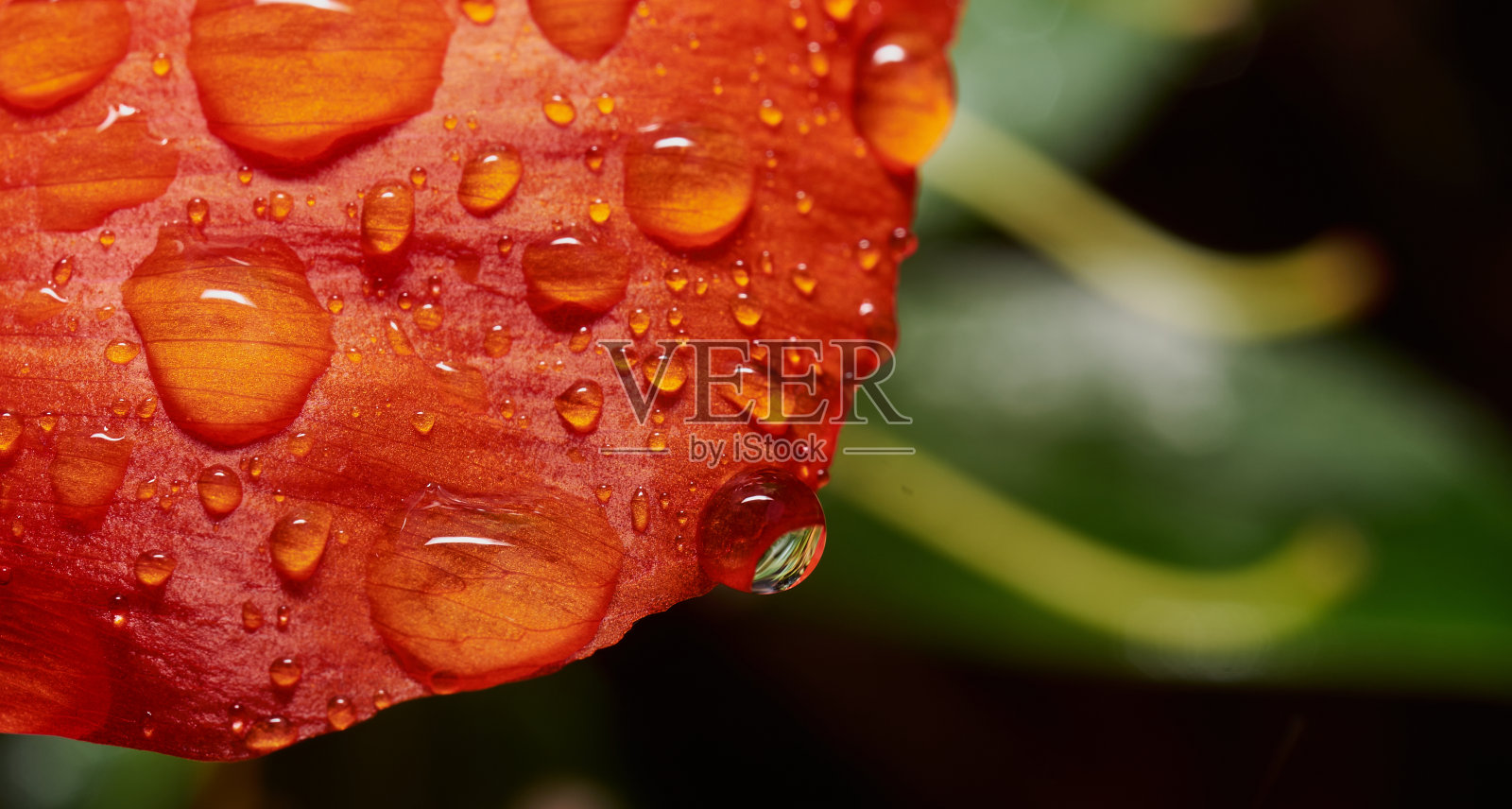 红色的玉米罂粟花瓣(Papaver rhoeas)，与雨滴，在模糊的背景切断照片摄影图片