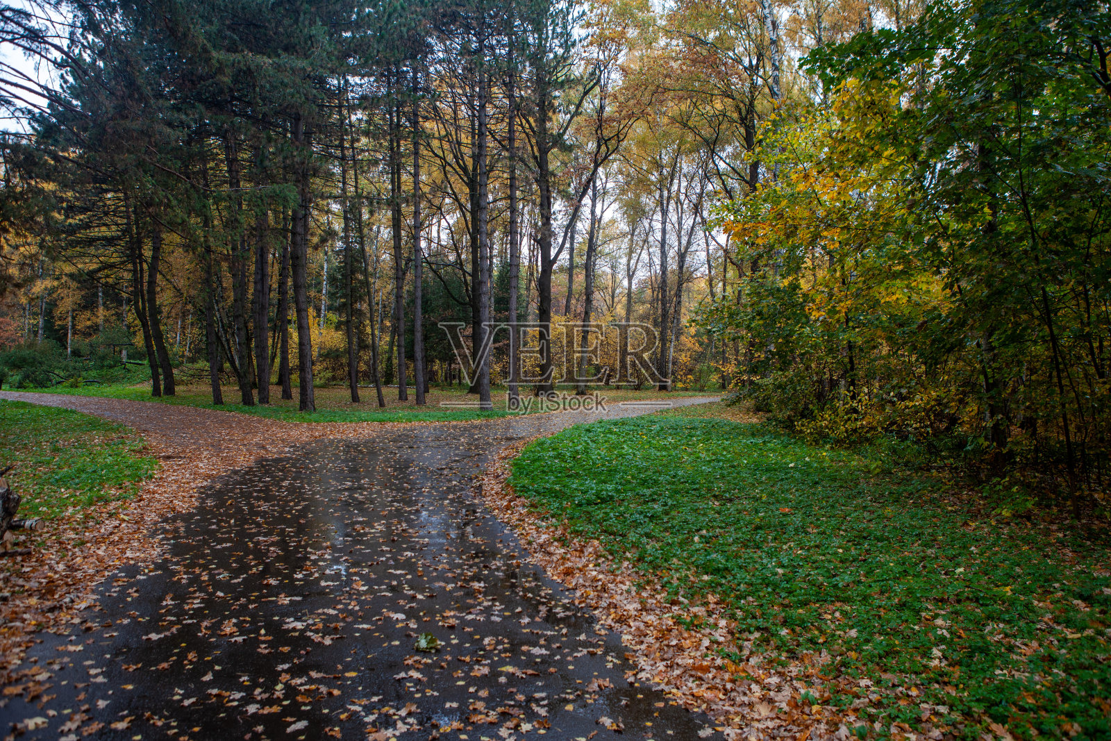 秋天的雨天在公园里。照片摄影图片