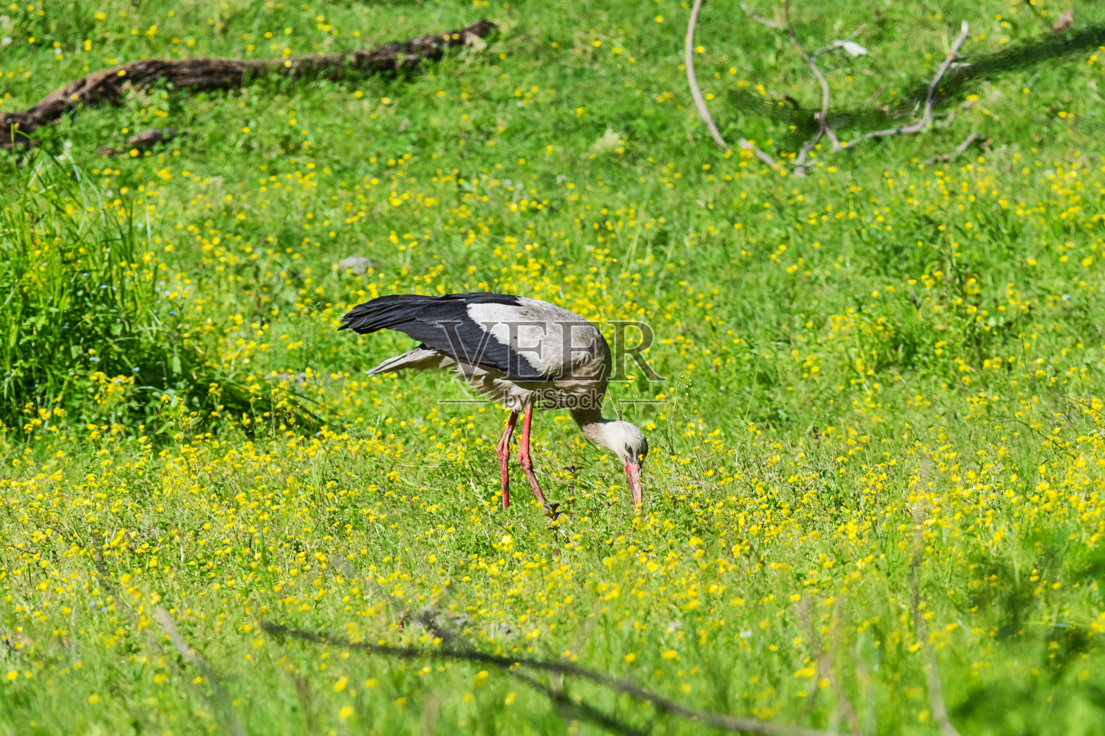 长有独特的黑白羽毛的鹳鸟，在草地上寻找食物照片摄影图片