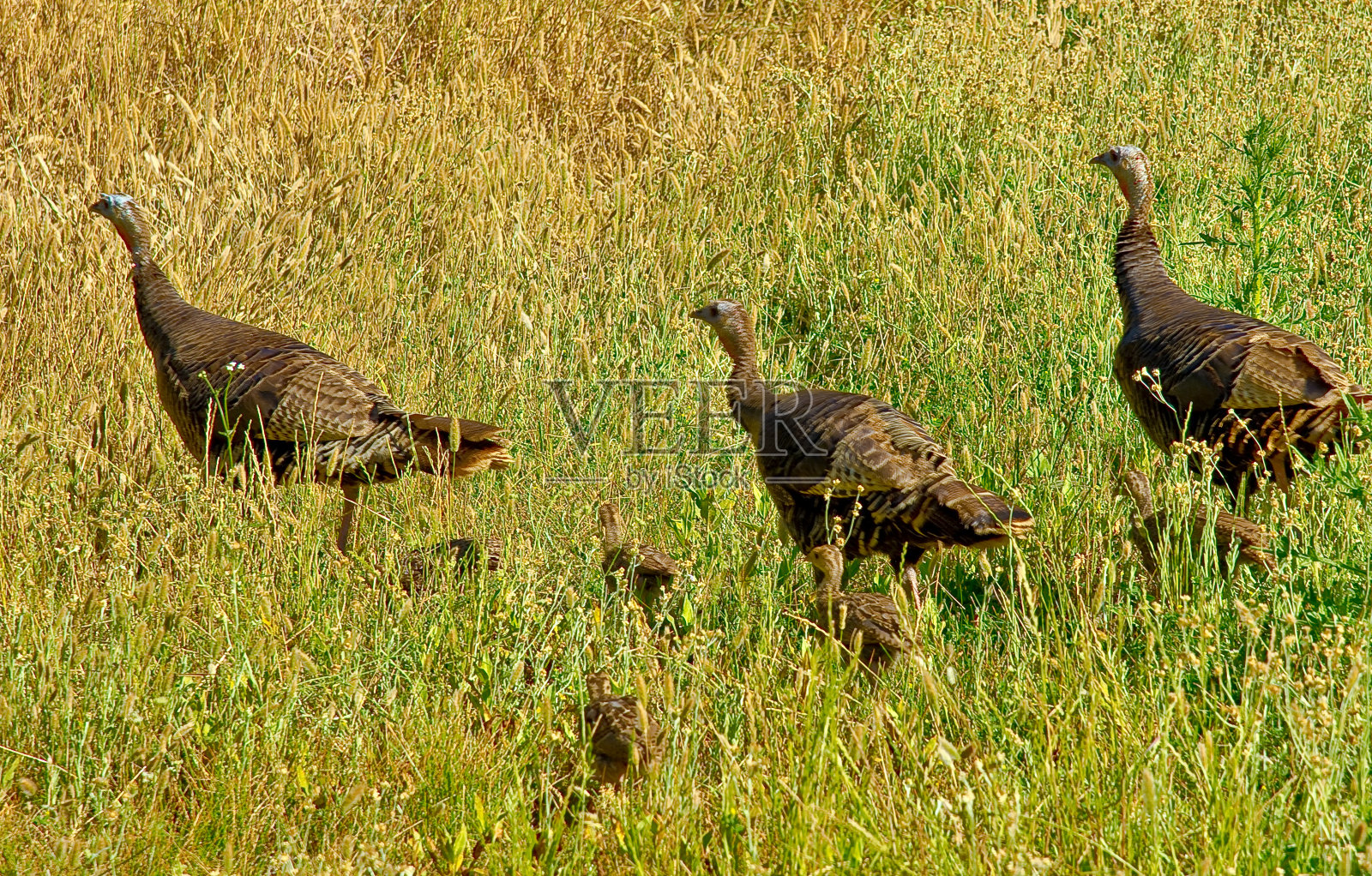 土耳其家庭照片摄影图片