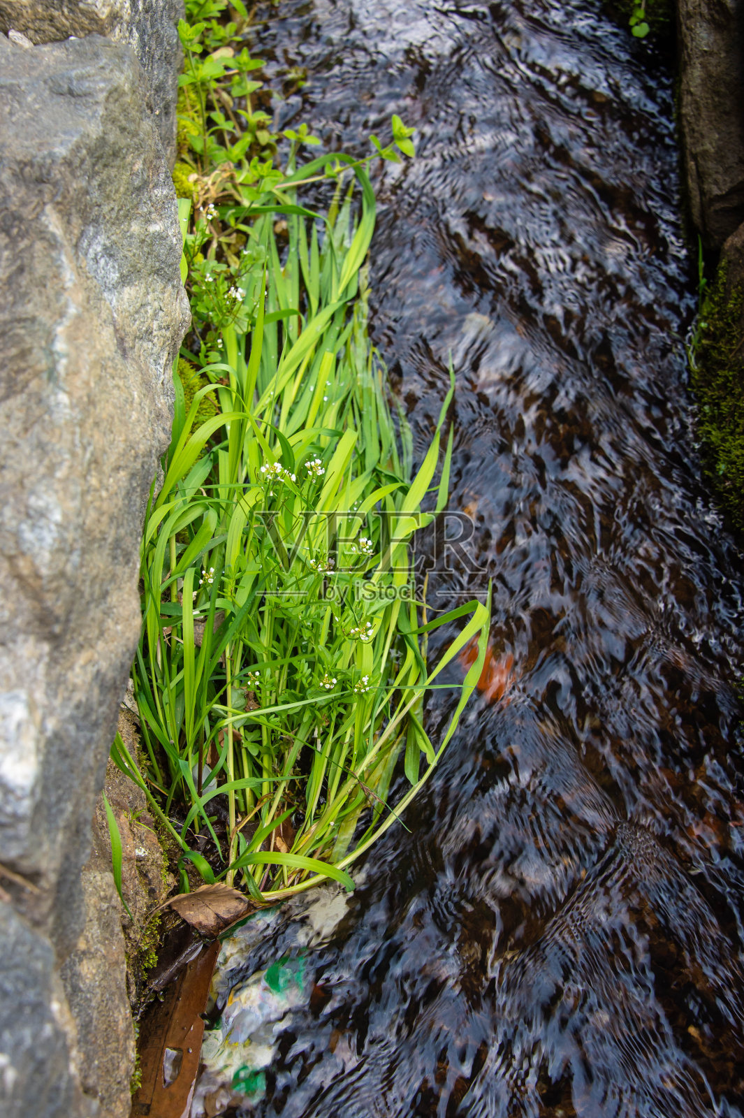 山村中的小溪和草照片摄影图片