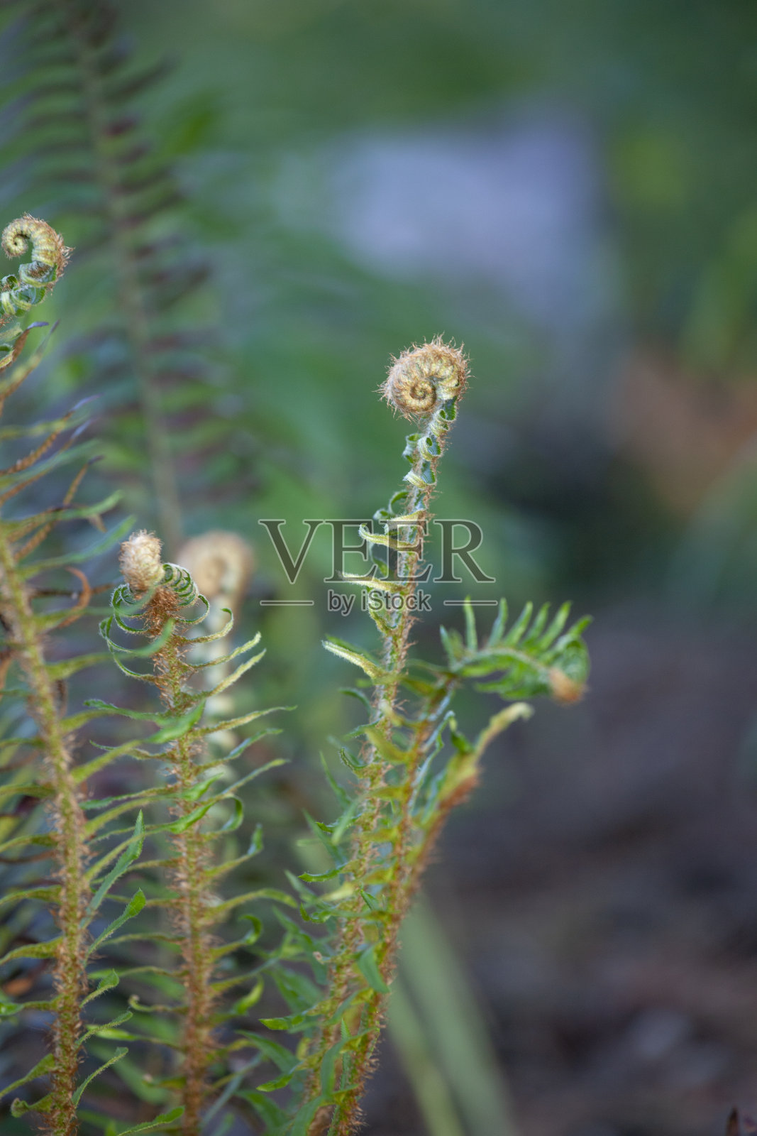 鹿蕨类植物照片摄影图片