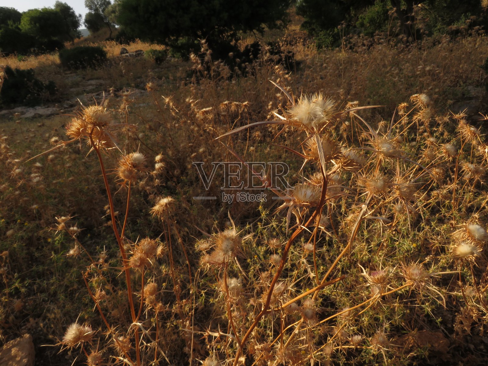 干燥的水飞蓟花照片摄影图片