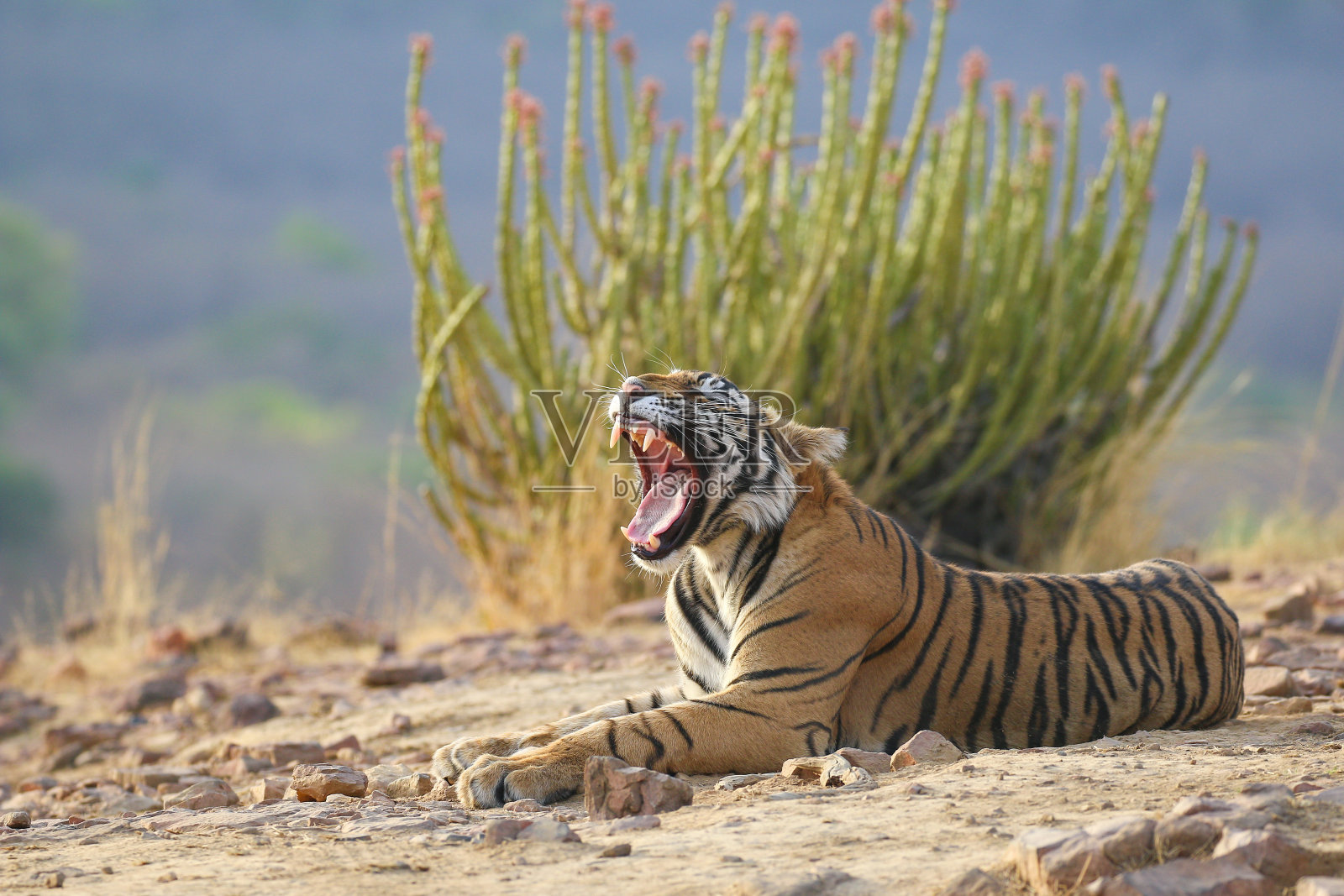 早上的传奇照片摄影图片