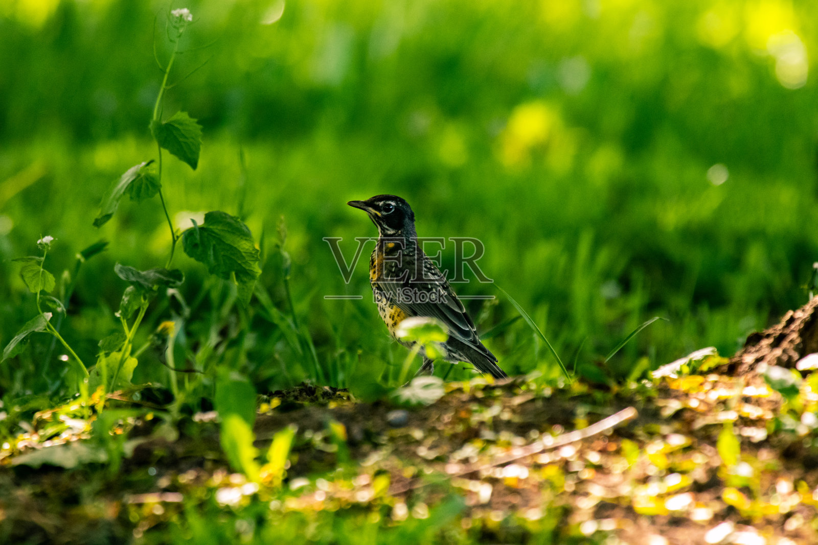 草地上的知更鸟照片摄影图片