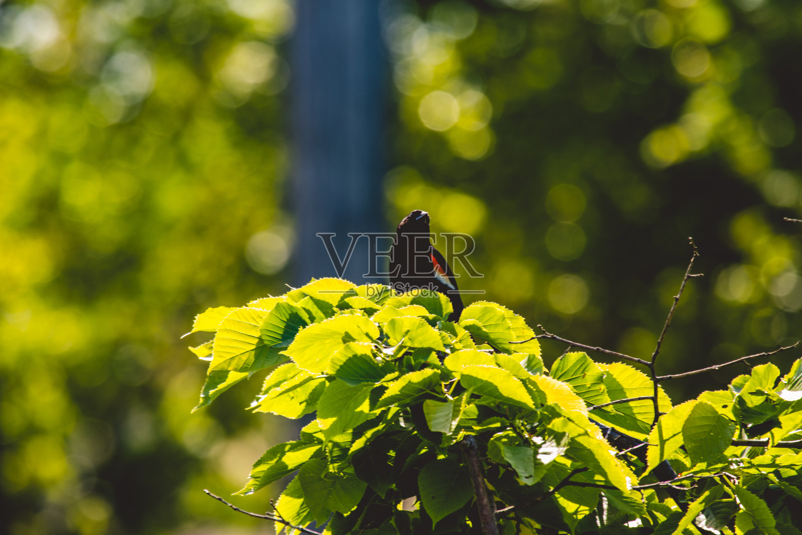 树枝上有红翼的画眉照片摄影图片