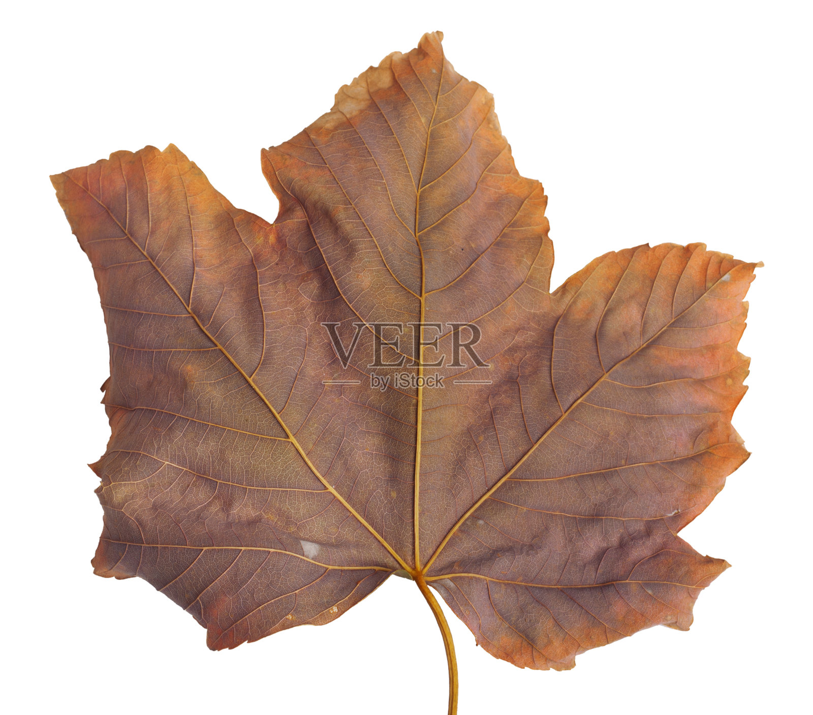 秋天的枫树枝与树叶孤立的背景照片摄影图片