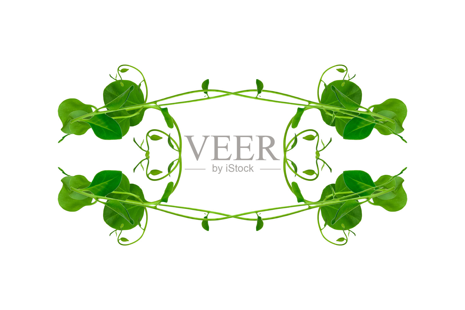 花卉Desaign。扭曲的丛林藤本植物与心型绿色叶子孤立在白色背景，修剪路径包括。高清图像和大分辨率。可以用作背景和壁纸吗照片摄影图片