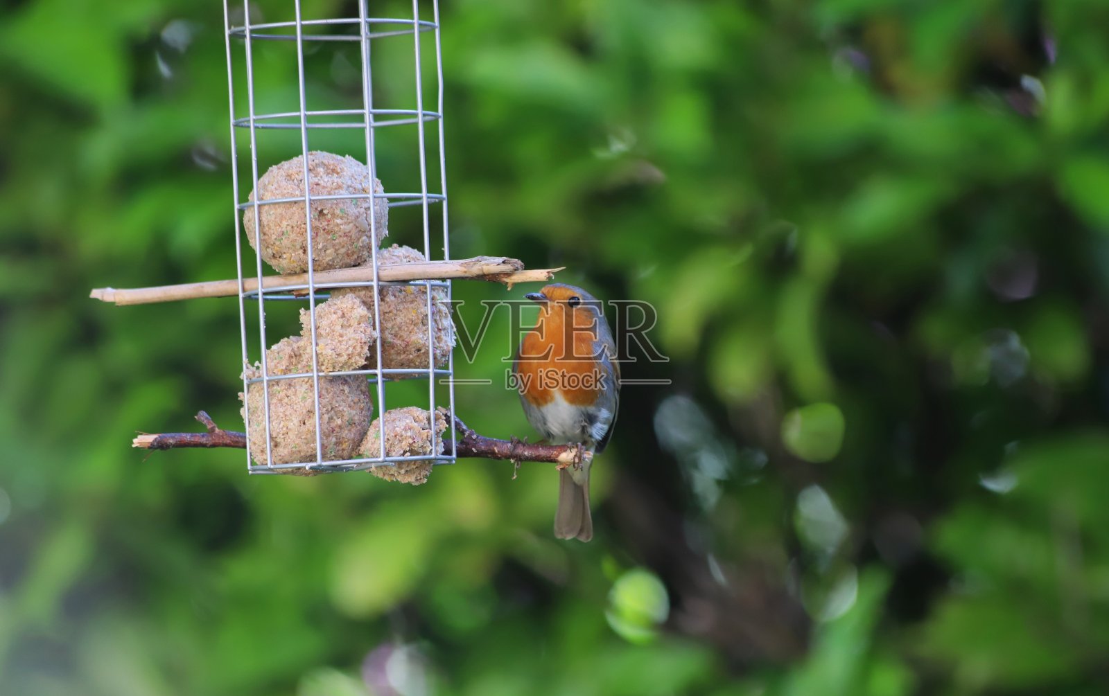 喂食器上的罗宾照片摄影图片