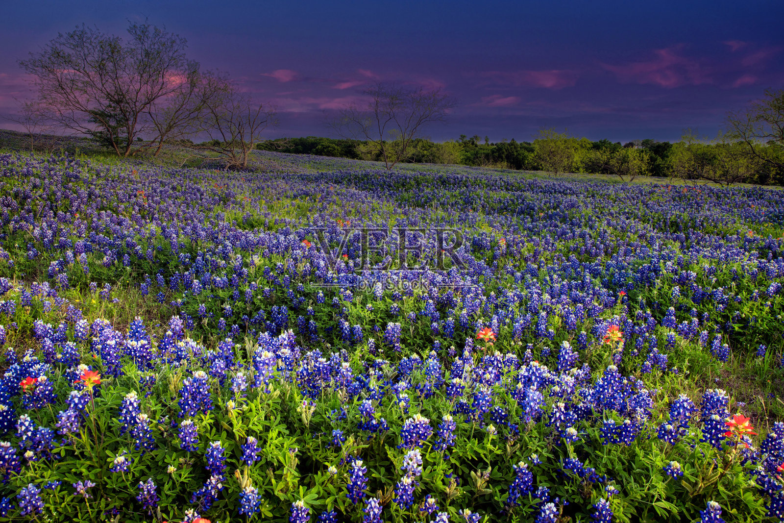 德克萨斯州埃尼斯附近的草地上长满了矢车菊照片摄影图片