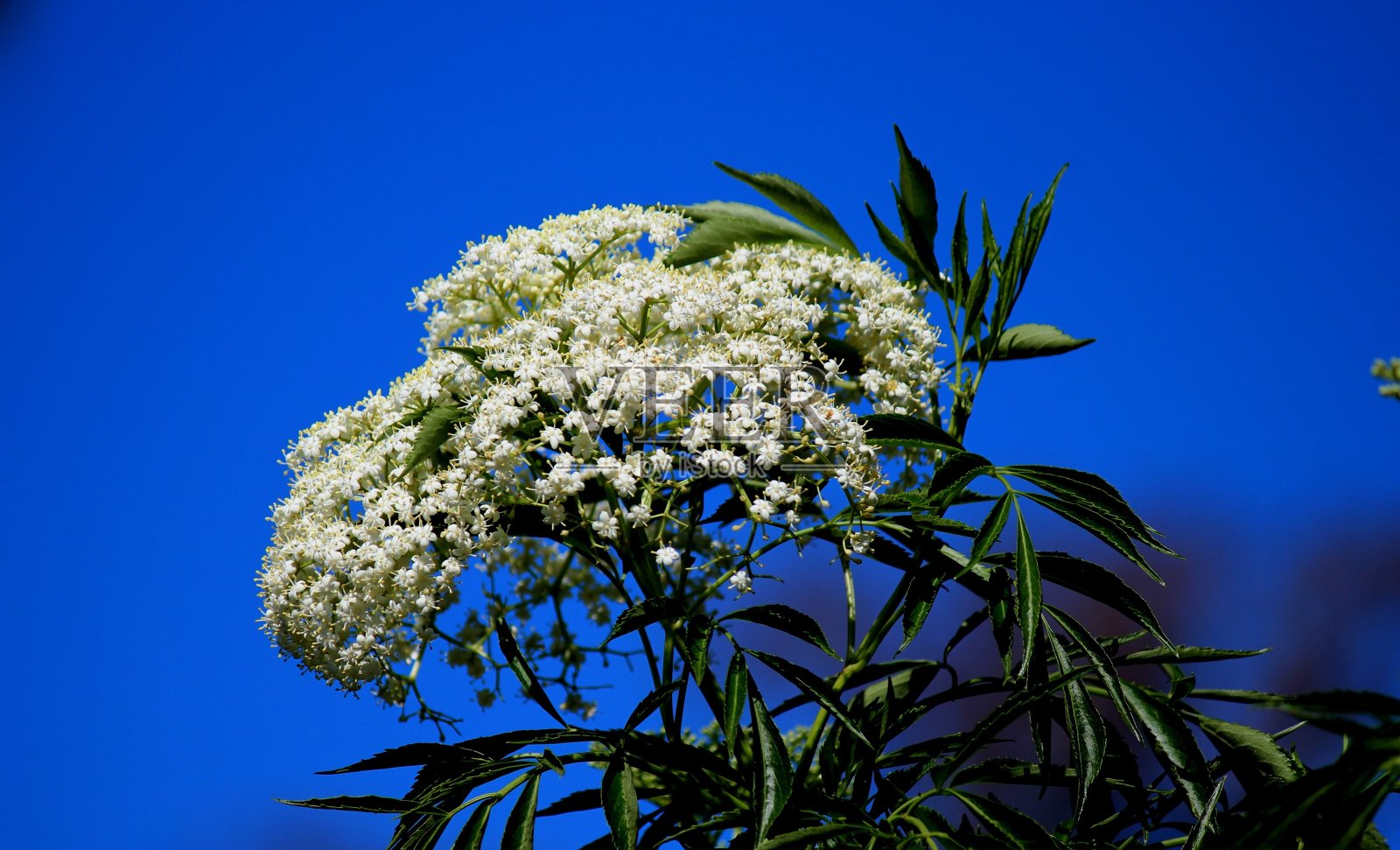 接骨木花照片摄影图片