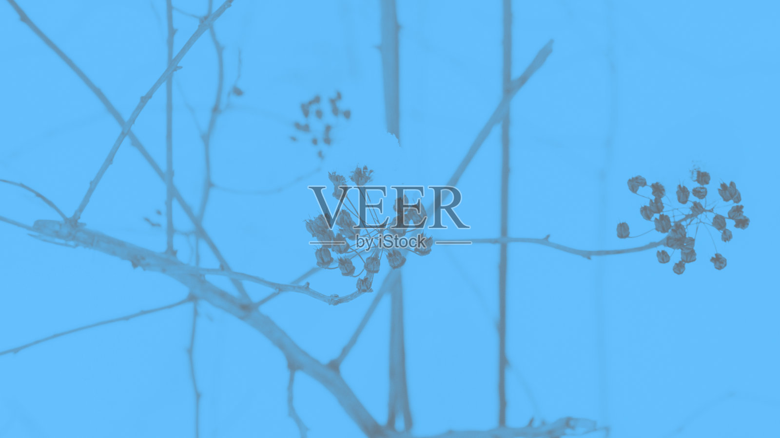 蓝色抽象背景与干燥植物图案照片摄影图片