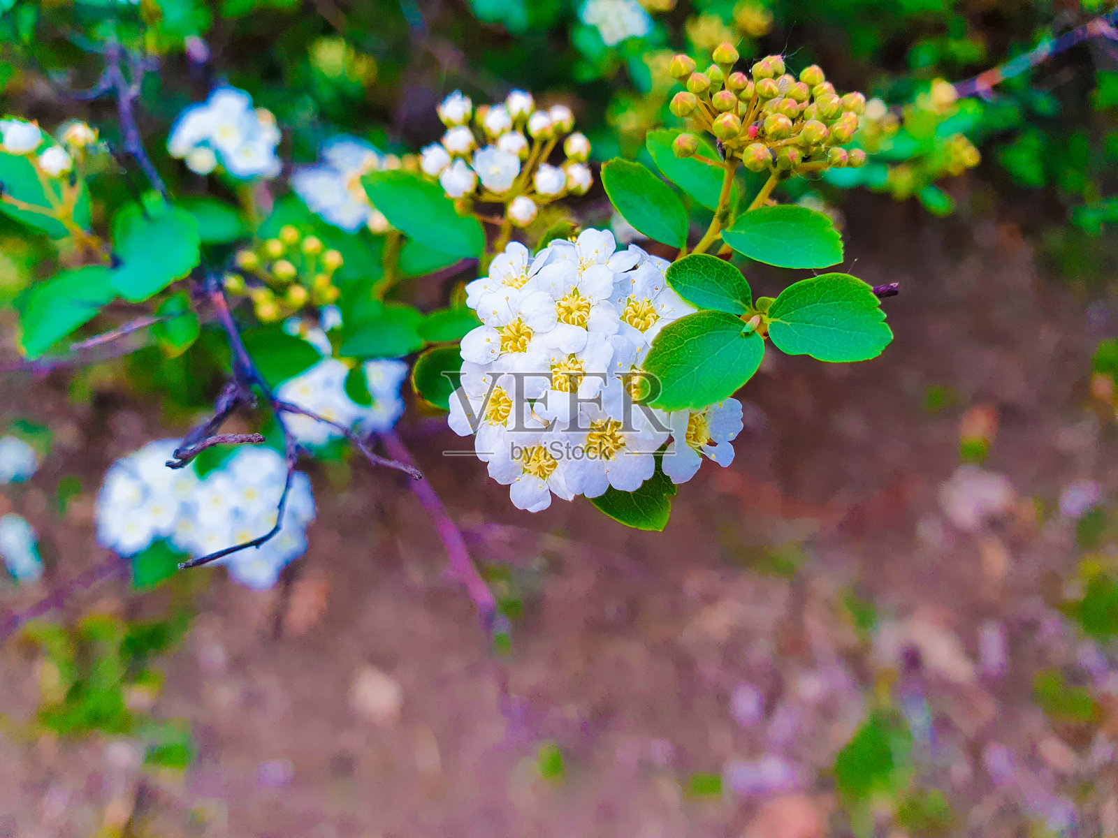 白色的花朵照片摄影图片