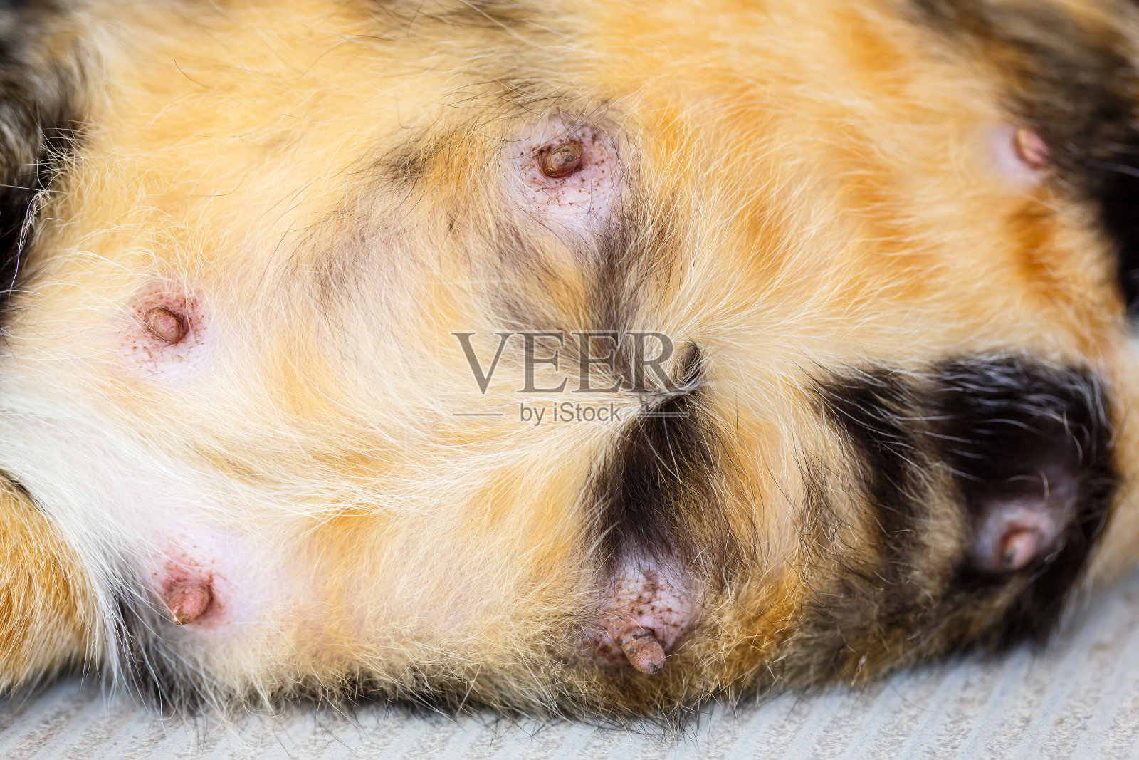 妊娠期猫的乳房和乳头照片摄影图片