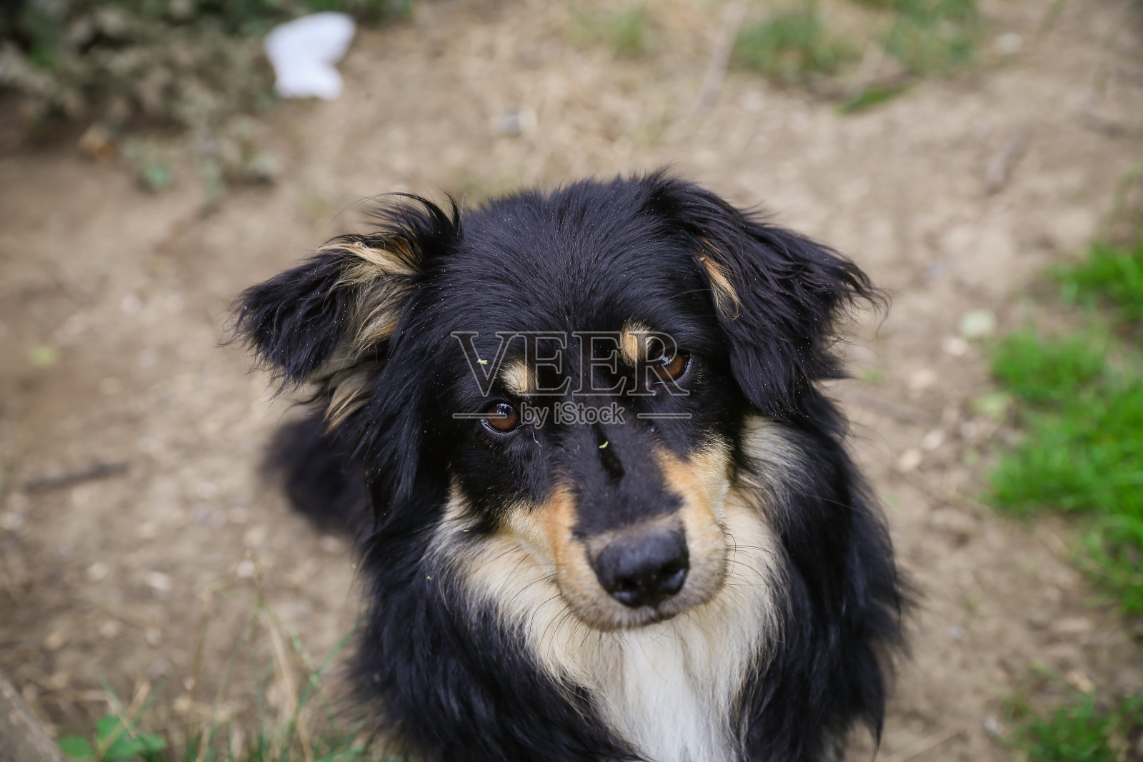 一个可爱的狗的近距离肖像照片摄影图片