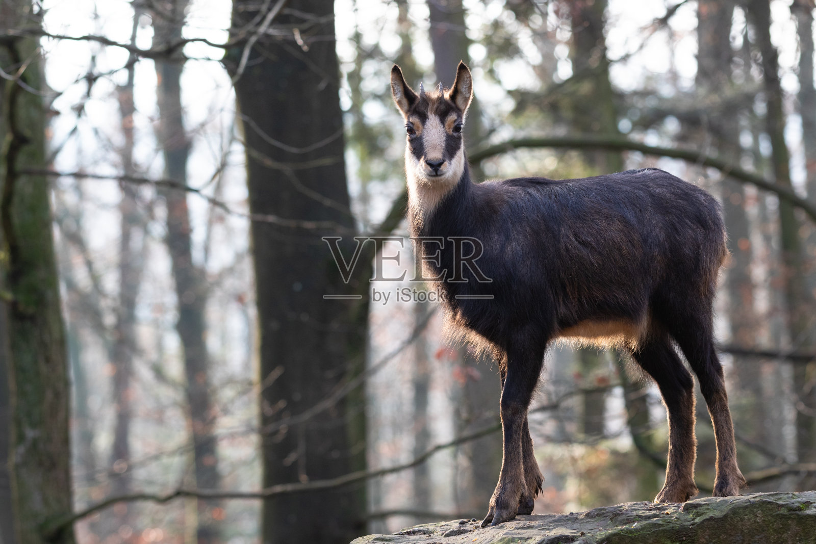 麂皮照片摄影图片