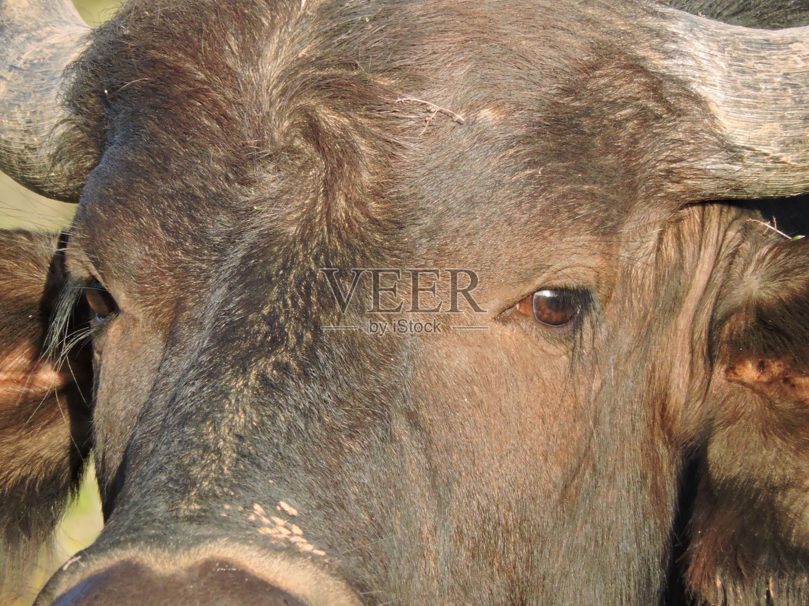 小水牛的特写照片摄影图片