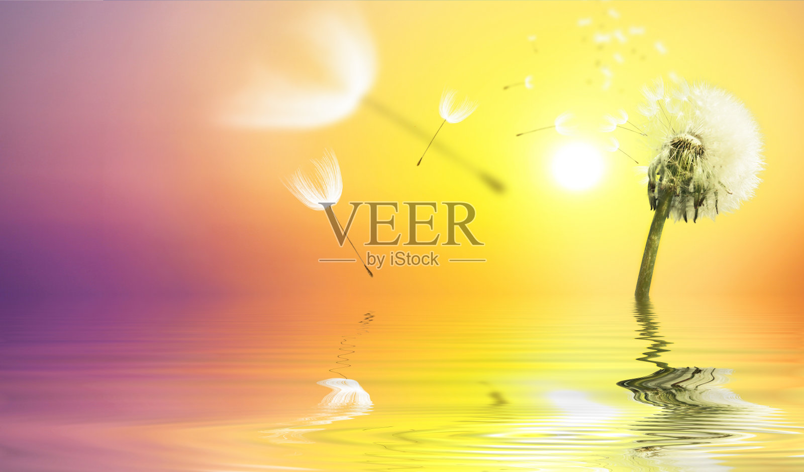 日落上羽毛飞舞的蒲公英花。照片摄影图片